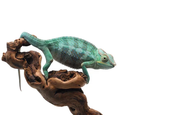 Blå Ödla Panther Kameleont Isolerad Vit Bakgrund — Stockfoto