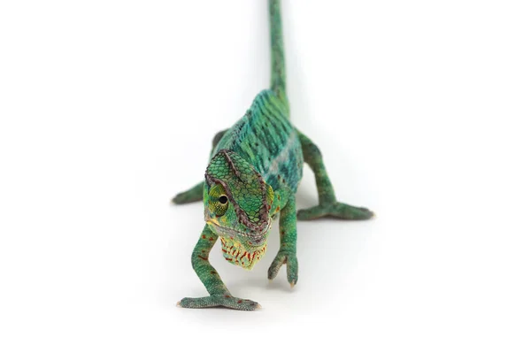 Blue Lizard Panther Chameleon Isolated White Background — Stock Photo, Image