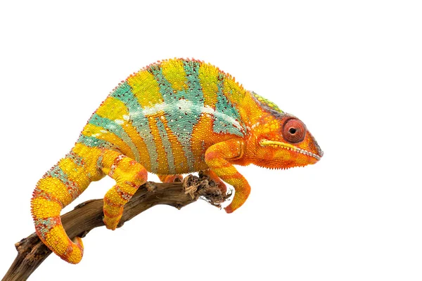 Žlutá Modrá Ještěrka Panther Chameleon Izolovaných Bílém Pozadí — Stock fotografie