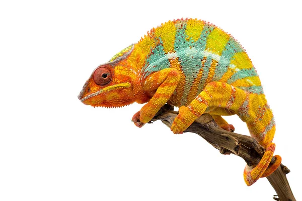 Lagarto Azul Amarillo Camaleón Pantera Aislado Sobre Fondo Blanco — Foto de Stock