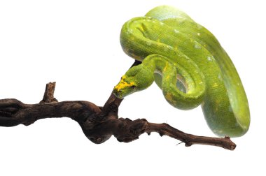 Beyaz arka plan üzerinde izole yeşil ağaç python