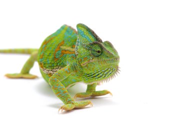 Beyaz arka plan üzerinde izole örtülü bukalemun