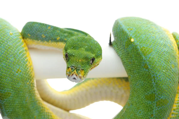 Python Árbol Verde Aislado Sobre Fondo Blanco —  Fotos de Stock