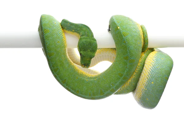 白い背景に分離された緑の木 Python — ストック写真
