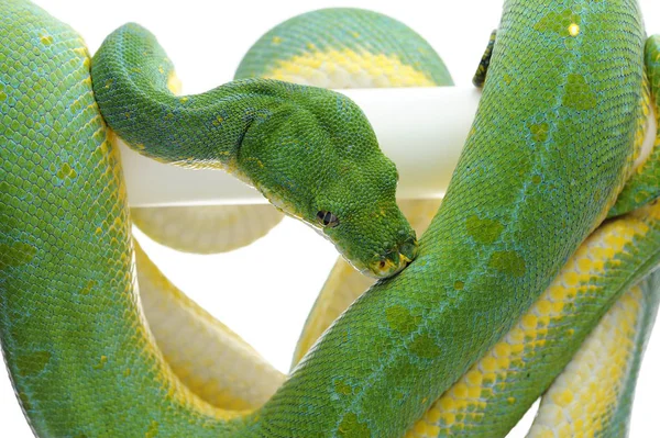 Green Tree Python Isolated White Background — Stock Photo, Image