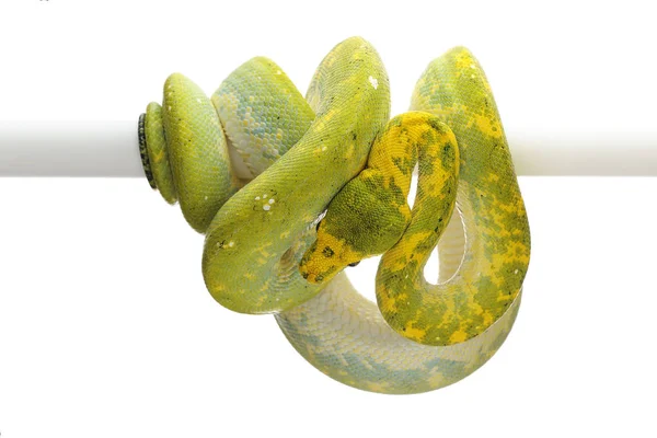 Green Tree Python Isolated White Background — Stock Photo, Image