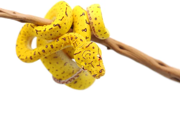 Green Tree Python Isolated White Background — Stock Photo, Image