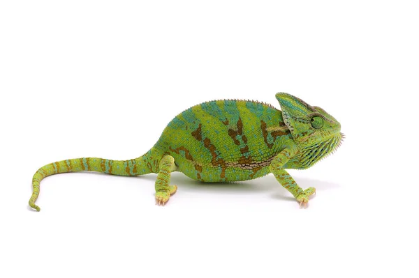 Beslöjade Kameleont Isolerad Vit Bakgrund — Stockfoto