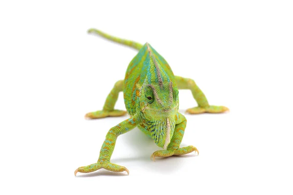 Chameleon Jemenský Izolovaných Bílém Pozadí — Stock fotografie