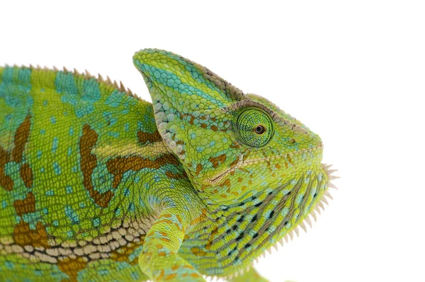 Chameleon Jemenský Izolovaných Bílém Pozadí — Stock fotografie