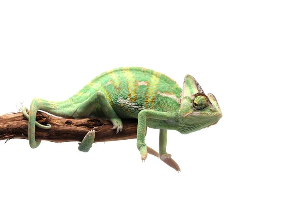 Beslöjade Kameleont Isolerad Vit Bakgrund — Stockfoto