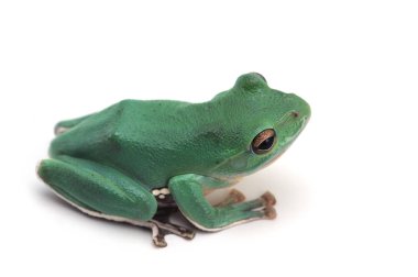 Mavi dev uçan beyaz arka plan üzerinde izole kurbağa