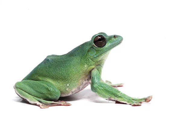 Sapo Voador Gigante Azul Isolado Fundo Branco — Fotografia de Stock