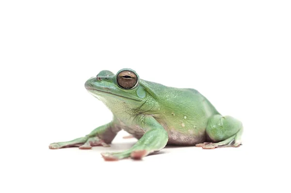 Sapo Voador Gigante Azul Isolado Fundo Branco — Fotografia de Stock