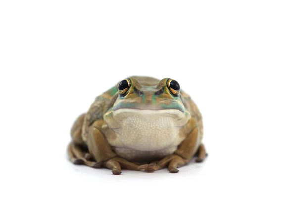 배경에 개구리 — 스톡 사진
