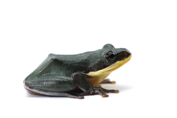 Sapo Voador Gigante Azul Isolado Fundo Branco — Fotografia de Stock