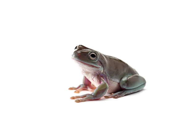 Grenouille Volante Géante Bleue Isolée Sur Fond Blanc — Photo