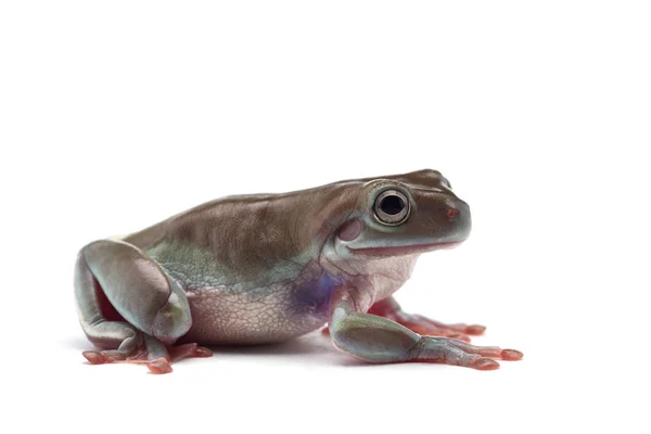 Mavi Dev Uçan Beyaz Arka Plan Üzerinde Izole Kurbağa — Stok fotoğraf