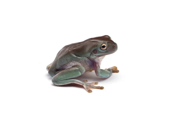 Blauer Riesenfliegender Frosch Isoliert Auf Weißem Hintergrund — Stockfoto