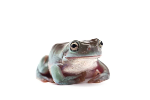 Blauer Riesenfliegender Frosch Isoliert Auf Weißem Hintergrund — Stockfoto