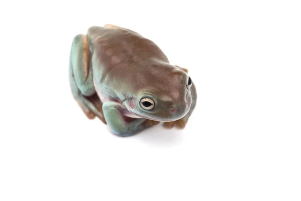 Sapo Voador Gigante Azul Isolado Fundo Branco — Fotografia de Stock