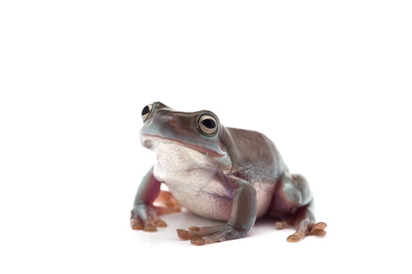 Blauer Riesenfliegender Frosch Isoliert Auf Weißem Hintergrund — Stockfoto