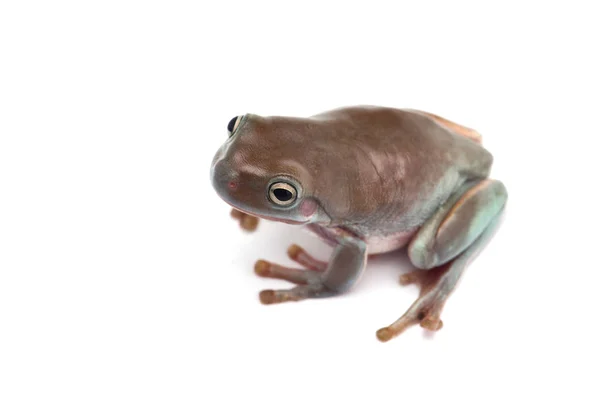 Sapo Voador Gigante Azul Isolado Fundo Branco — Fotografia de Stock