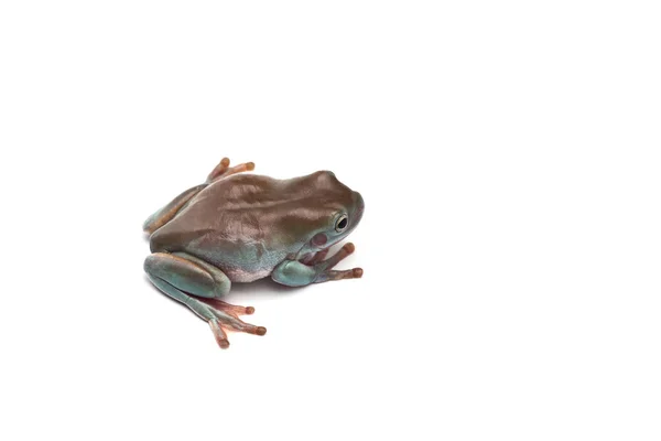 blue Giant flying frog isolated on white background