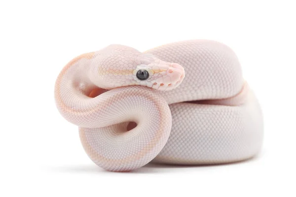 Snake Ball Python Isolado Fundo Branco — Fotografia de Stock