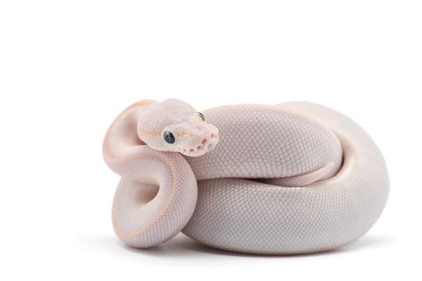 Kígyó Ball Python Elszigetelt Fehér Background — Stock Fotó