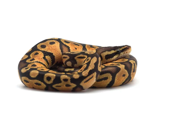 Snake Ball Python Isolado Fundo Branco — Fotografia de Stock