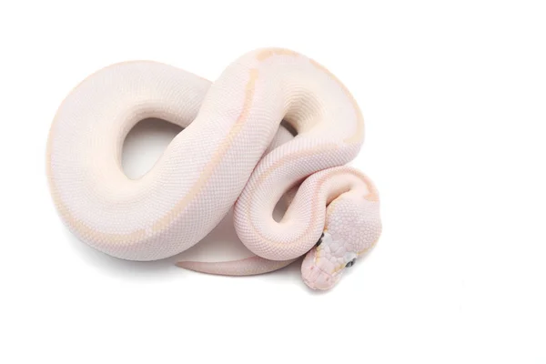 Snake Ball Python Isolado Fundo Branco — Fotografia de Stock