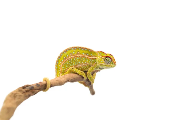 Chameleon Koberec Izolovaných Bílém Pozadí — Stock fotografie