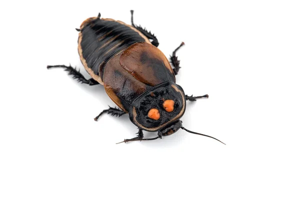 Macro Giant Cockroach Isolated White Background — Stock Photo, Image
