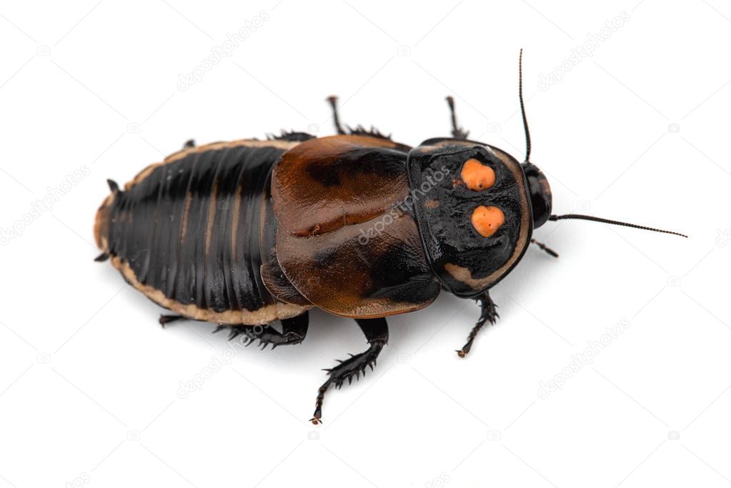 Macro Giant cockroach isolated on white background