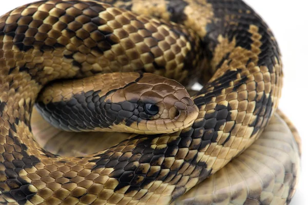 Cobra Água Falsa Isolada Sobre Fundo Branco — Fotografia de Stock