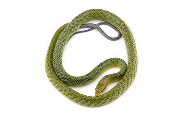 Beyaz arka plan üzerinde izole kırmızı kuyruklu yeşil ratsnake