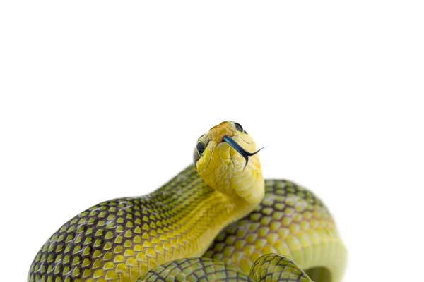 Red Tailed Green Ratsnake Isolated White Background — Stock Photo, Image