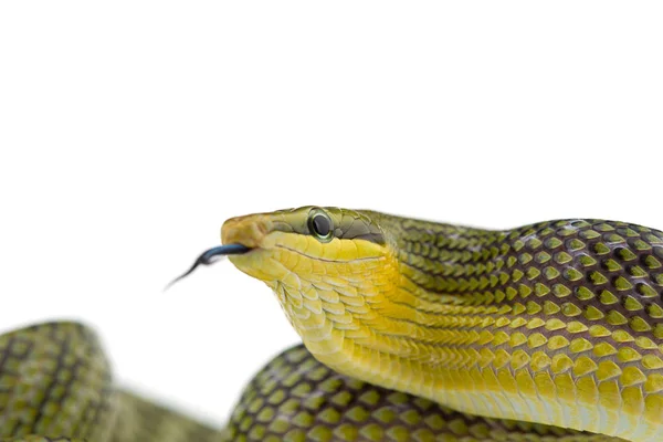 Cobra Cauda Vermelha Verde Isolada Fundo Branco — Fotografia de Stock