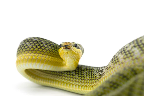 Red Tailed Green Ratsnake Isolated White Background — Stock Photo, Image