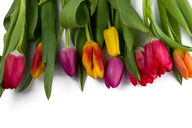 güzel renk beyaz arka plan üzerinde Tulpan izole