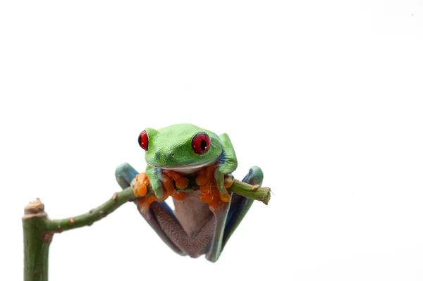 Laubfrosch Mit Roten Augen Isoliert Auf Weißem Hintergrund — Stockfoto