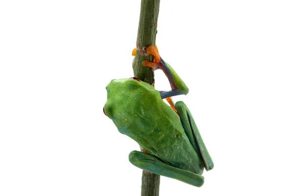 Sapo Olhos Vermelhos Isolado Sobre Fundo Branco — Fotografia de Stock