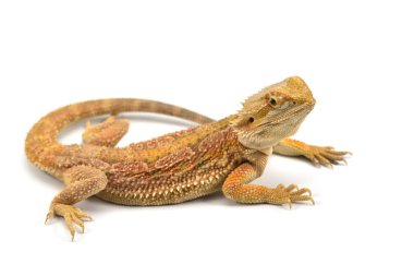 Kertenkele sakallı Ejder beyaz arka plan üzerinde izole