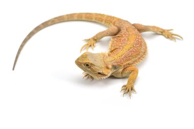 Kertenkele sakallı Ejder beyaz arka plan üzerinde izole