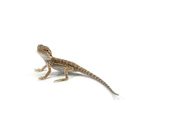 Bearded Dragon isolated on white background — Stock Photo, Image