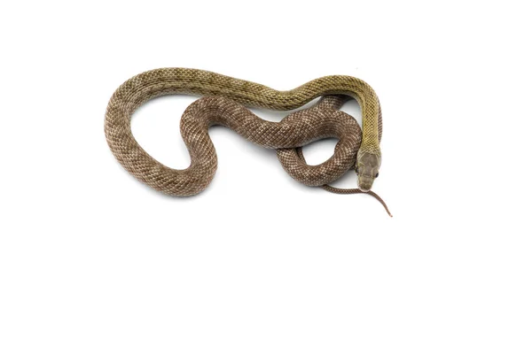 Serpiente Rata Japonesa Aislada Sobre Fondo Blanco —  Fotos de Stock