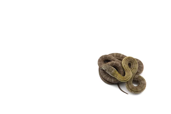 Japanse Rat Snake Geïsoleerd Witte Achtergrond — Stockfoto