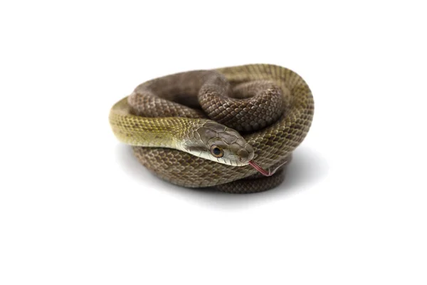 Den Japanska Rat Snake Isolerad Vit Bakgrund — Stockfoto