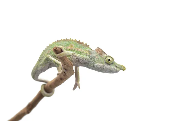 Samec Chameleon Ještěrka Antimena Izolovaných Bílém Pozadí — Stock fotografie